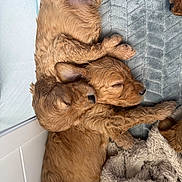 April is registered to the contest to win money with this photo: puppy, dog, sleeping, cuddle, blanket, soft, fur, paw, nose, cute, pet, young, indoor, resting, snuggle, adorable, companion, bedding, face, muzzle