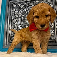 Bruno joined the competition — help win amazing prizes! dog, puppy, red_bow, bow_tie, curly_fur, pet, cute, small_dog, ornate_background, decorative_tile, teal_frame, metal_panel, indoor, fluffy_blanket, standing, paws, nose, eyes, portrait, close_up