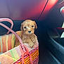 Bruno joined the competition — help win amazing prizes! puppy, dog, basket, woven_basket, car_interior, seat, puppy_face, curly_fur, pink, orange, sunlight, handle, fabric, travel, passenger, shoe, cute, small_dog, portrait, eyes