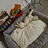 Tacos participe au concours pour gagner de l'argent avec cette photo : dog, sleeping, dog_bed, blanket, stuffed_toy, toy_lion, doll, container, floor, tile, wall, books, snacks, wooden_rack, relaxation, indoor, cozy, pet, home, resting