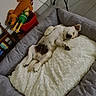 Tacos a rejoint le concours — aidez-le/la à gagner de superbes lots ! dog, sleeping, pet_bed, blanket, indoor, floor, stuffed_toys, toy, red_container, gray, white, cozy, relaxed, cute, animal, paw, ear, snout, resting, home