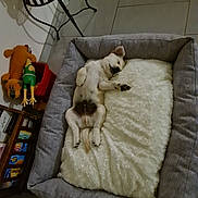 Tacos participe au concours pour gagner de l'argent avec cette photo : dog, sleeping, pet_bed, blanket, plush_toy, floor_tile, indoor, home, cozy, resting, small_dog, white_dog, gray_bed, stuffed_animal, plant, furniture, quiet, relaxation, cute, peaceful