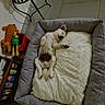 dog, sleeping, pet_bed, blanket, plush_toy, floor_tile, indoor, home, cozy, resting, small_dog, white_dog, gray_bed, stuffed_animal, plant, furniture, quiet, relaxation, cute, peaceful