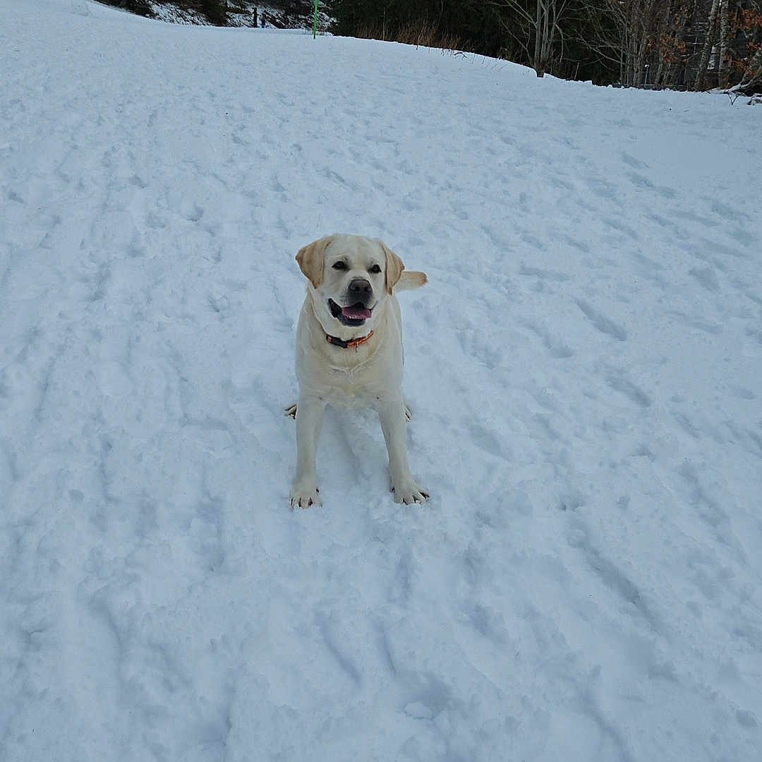 Tacos a rejoint le concours — aidez-le/la à gagner de superbes lots ! dog, labrador_retriever, snow, winter, outdoor, forest, trees, path, animal, pet, canine, nature, cold, playful, happy, white, landscape, house, daylight, smiling