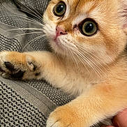 Mimou a rejoint le concours — aidez-le/la à gagner de superbes lots ! abyssinian, animal, bodypart, cat, chair, claw, electronics, finger, furniture, hand, hardware, hook, kitten, manx, person, pet, siamese
