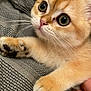 abyssinian, animal, bodypart, cat, chair, claw, electronics, finger, furniture, hand, hardware, hook, kitten, manx, person, pet, siamese