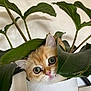 Mimou a rejoint le concours — aidez-le/la à gagner de superbes lots ! abyssinian, angora, animal, cat, cookware, flower, green, herbal, herbs, jar, kitten, leaf, manx, pet, plant, planter, pot, pottedplant, pottery, vase