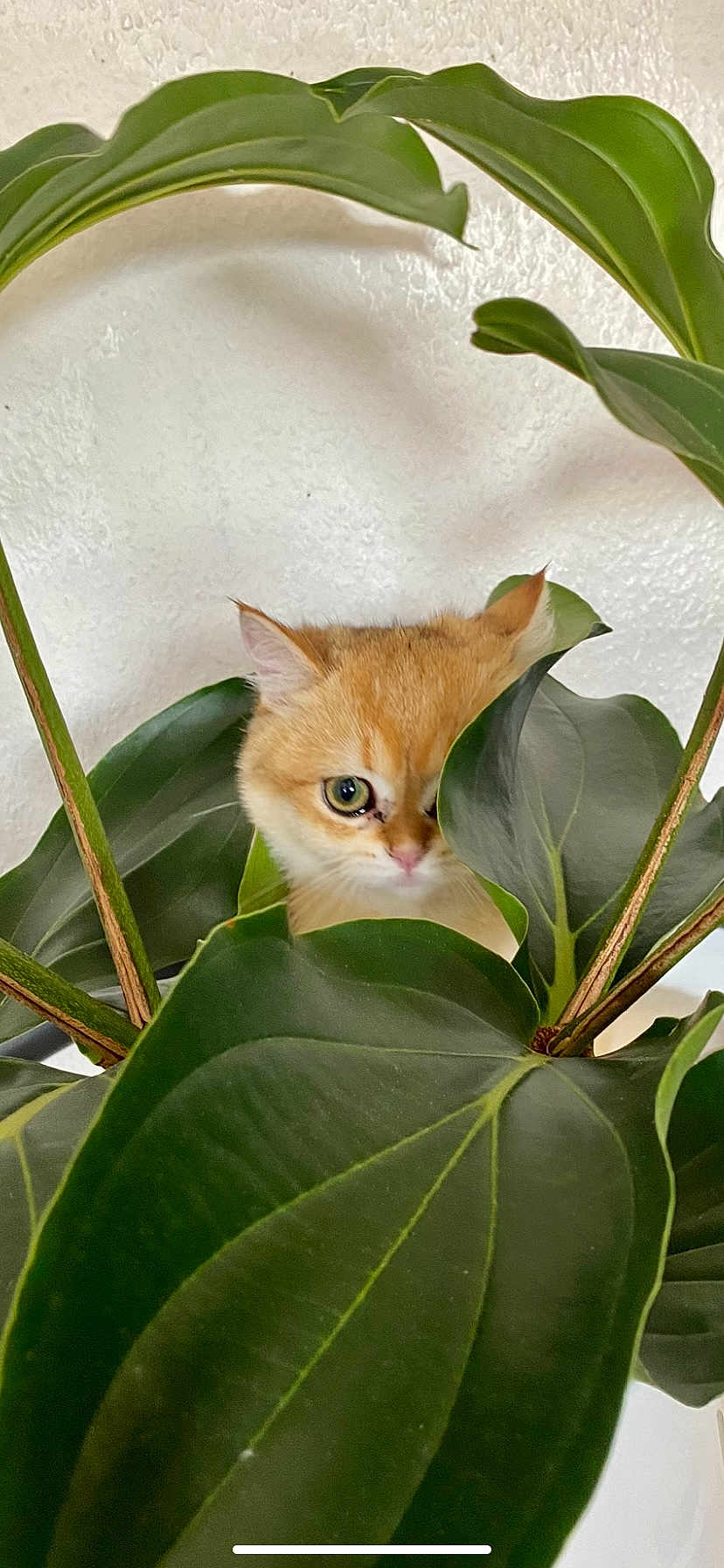 Mimou
