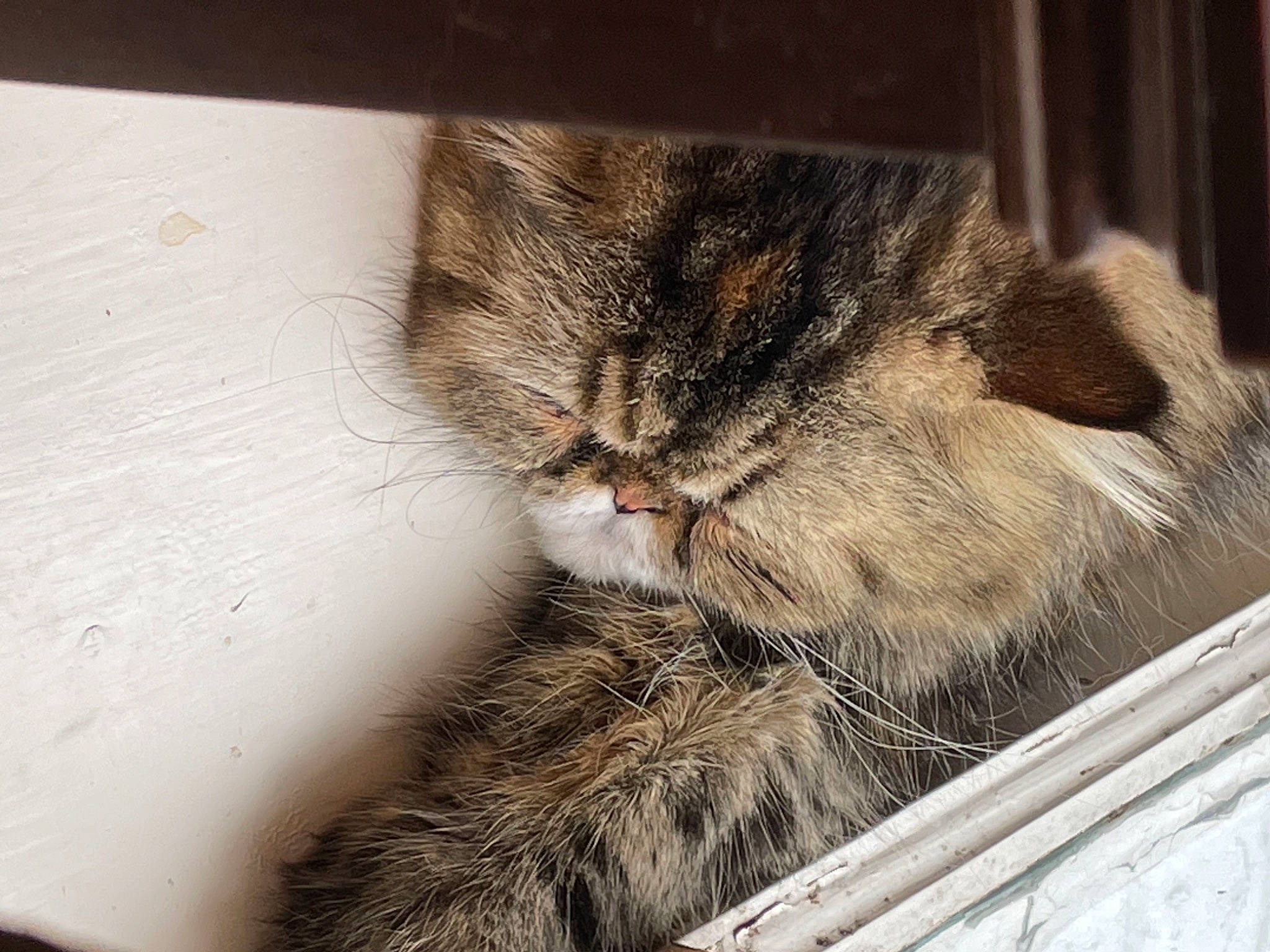 Pico joined the competition — help win amazing prizes! carnivore, cat, claw, comfort, domestic_short_haired_cat, felidae, fur, nap, paw, sleep, small_to_medium_sized_cats, snout, tail, terrestrial_animal, whiskers, window, wood