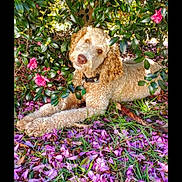 Buddy joined the competition — help win amazing prizes! dog, curly_fur, outdoor, grass, flowers, pink_petals, bush, leafy, nature, pet, animal, cute, relaxed, summer, garden, canine, collar, head_tilt, lying_down, sunlight