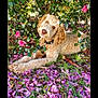 dog, curly_fur, outdoor, grass, flowers, pink_petals, bush, leafy, nature, pet, animal, cute, relaxed, summer, garden, canine, collar, head_tilt, lying_down, sunlight