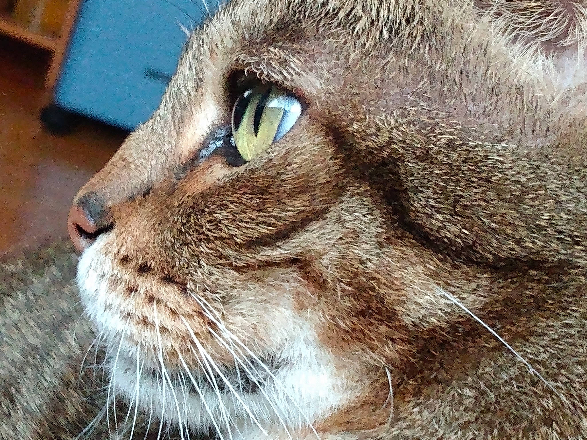 Aubbie is registered to the contest to win money with this photo: carnivore, cat, close_up, domestic_short_haired_cat, felidae, fur, grass, hardwood, small_to_medium_sized_cats, snout, terrestrial_animal, whiskers, wildlife