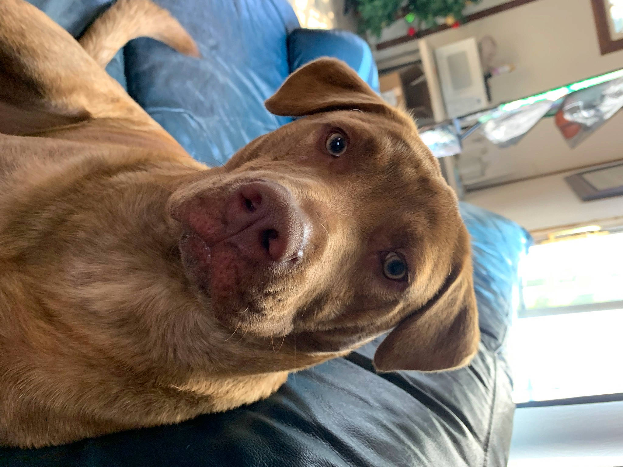Dallas is registered to the contest to win money with this photo: carnivore, collar, companion_dog, dog, dog_breed, dog_collar, fawn, fur, gun_dog, hat, jaw, liver, pointing_breed, retriever, selfie, snout, sporting_group, whiskers, working_animal, wrinkle