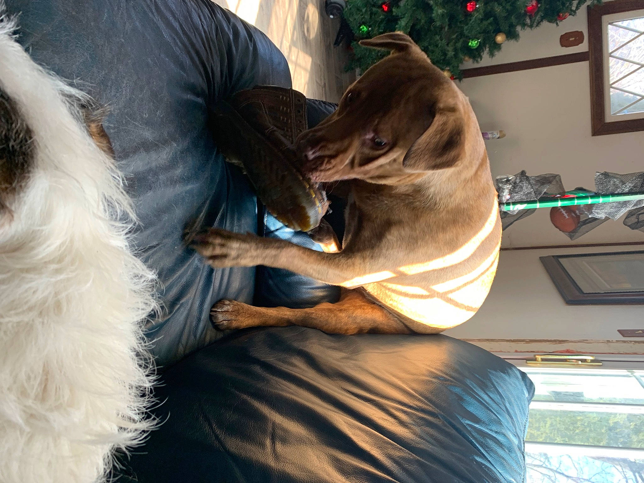 Dallas joined the competition — help win amazing prizes! canidae, carnivore, collar, comfort, companion_dog, dog, dog_breed, dog_collar, fawn, fun, fur, gesture, guard_dog, leash, smile, snout, sporting_group, toy_dog, window, working_animal