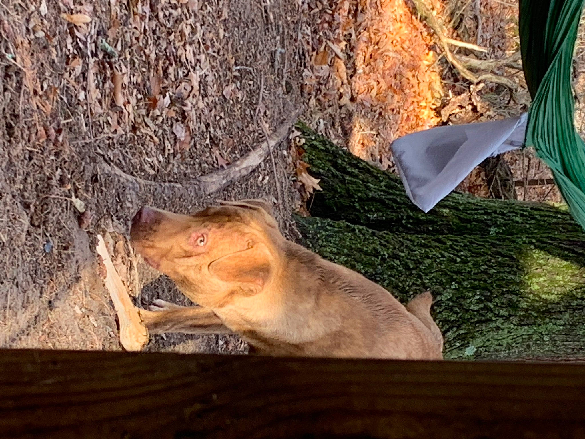 Dallas joined the competition — help win amazing prizes! adaptation, canidae, fawn, felidae, foot, grass, mammal, nature, people_in_nature, plant, snout, soil, table, tail, terrestrial_animal, tree, trunk, whiskers, wood, woody_plant