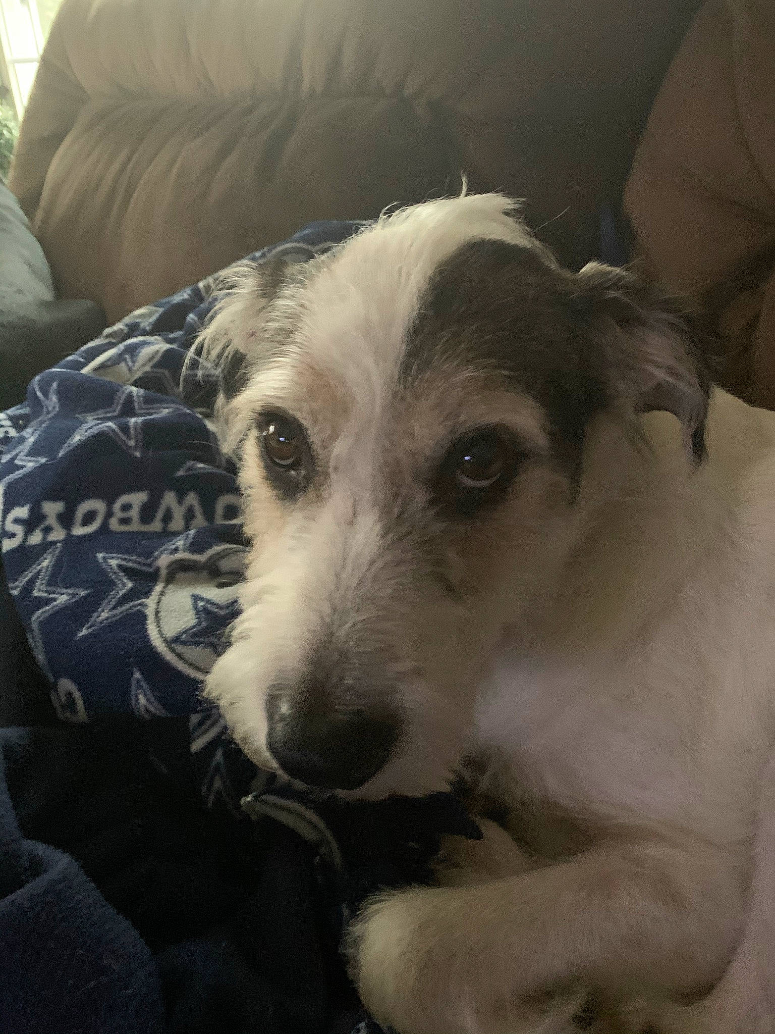 Jager is registered to the contest to win money with this photo: carnivore, cloud, comfort, companion_dog, couch, dog, dog_breed, fur, linens, metal, paw, puppy, puppy_love, sporting_group, tableware, terrestrial_animal, terrier, toy_dog, whiskers, working_animal