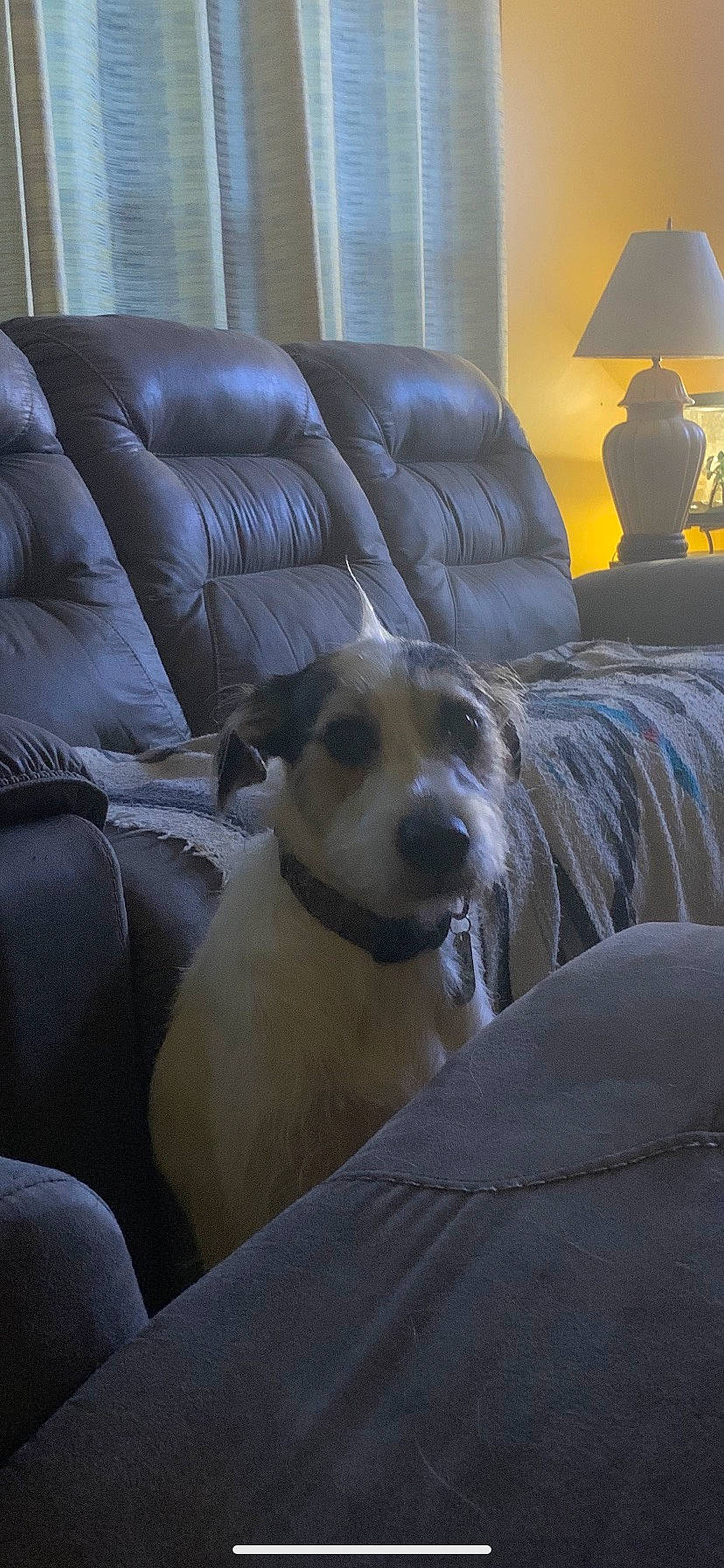 Jager joined the competition — help win amazing prizes! carnivore, chair, comfort, companion_dog, couch, dog, dog_breed, flooring, furniture, grey, hardwood, lamp, light, lighting, living_room, picture_frame, room, studio_couch, terrestrial_animal, working_animal