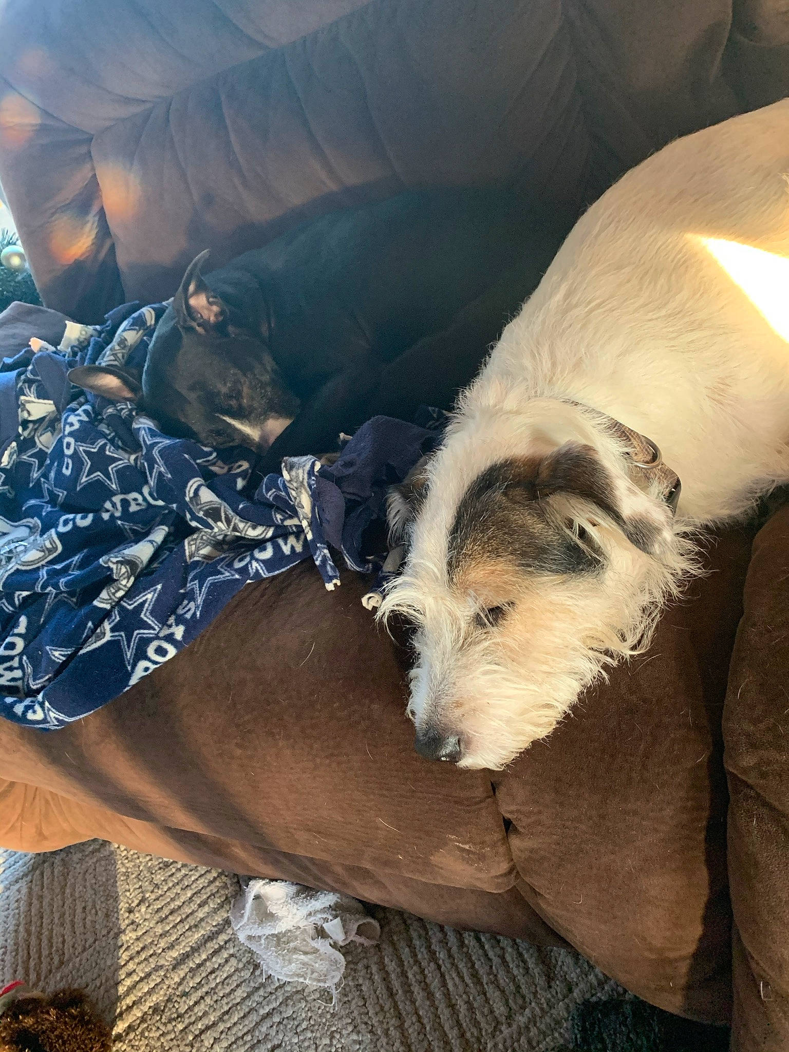 Jager joined the competition — help win amazing prizes! canidae, carnivore, comfort, companion_dog, dog, dog_breed, electric_blue, fawn, foot, fur, human_leg, non_sporting_group, sitting, sporting_group, terrestrial_animal, thigh, working_animal