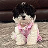 adorable, black_and_white, carpet, collar, companion_animal, costume, cute, dog, fashion, fluffy, front_facing, furry, indoor, leather_sofa, pet, pink_dress, portrait, puppy, sitting, small_dog