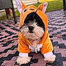 Tini joined the competition — help win amazing prizes! animal_costume, black_and_white, chair, close_up, cute, dog, ears, fluffy, fox_costume, hood, house, lawn, orange_costume, outdoor, patio, pet, portrait, puppy, rug, small_dog