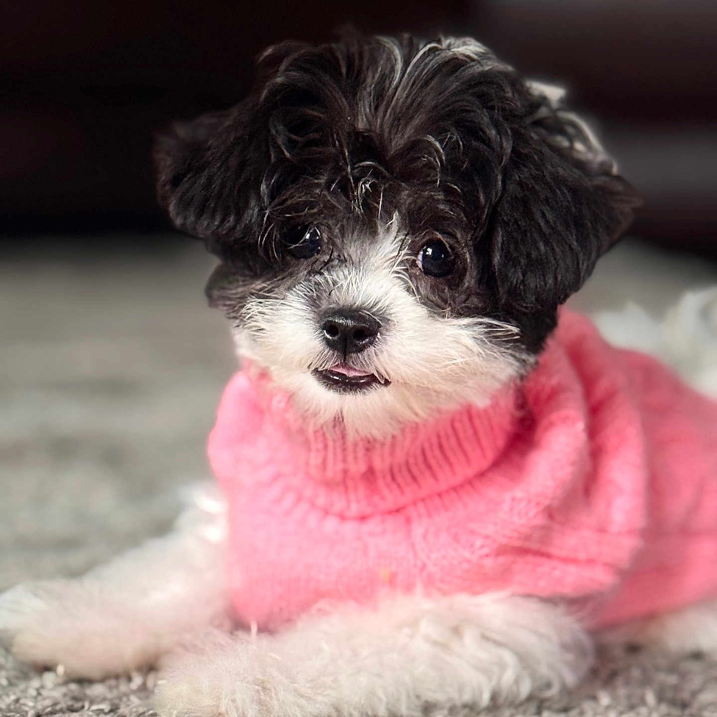 Tini