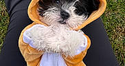 Tini is registered to the contest to win money with this photo: adorable, animal, black_and_white, close_up, costume, cute, dog, fluffy, fur, grass, hood, hoodie, lap, orange, outdoor, pet, portrait, puppy, sitting, white