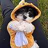 adorable, animal, black_and_white, close_up, costume, cute, dog, fluffy, fur, grass, hood, hoodie, lap, orange, outdoor, pet, portrait, puppy, sitting, white