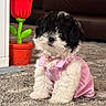 Tini is registered to the contest to win money with this photo: black_and_white, carpet, collar, cute, dog, flower_toy, fluffy, fur, green, home, indoor, pet, pet_clothing, pink_dress, portrait, puppy, red, sitting, small_dog, sofa