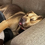 Bodine is registered to the contest to win money with this photo: animal, brown_fur, canine, closeup, comfortable, couch, cozy, cute, dog, domestic_animal, furniture, indoor, paw, pet, relaxing, resting, sleeping, snuggling, tongue, tongue_out