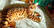 Tao a rejoint le concours — aidez-le/la à gagner de superbes lots ! bengal_cat, cat, feline, spotted_coat, striped_coat, lying_down, relaxed, sunlight, bed, bedroom, indoors, pet, animal, portrait, green_eyes, pointed_ears, whiskers, tail, toys, home_decor