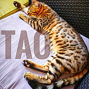 Tao participe au concours pour gagner de l'argent avec cette photo : cat, bengal_cat, sleeping, relaxed, spotted, striped, fur, whiskers, paws, tail, cushion, chair, outdoor, patio, furniture, close_up, animal, resting, text_overlay, portrait