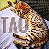 cat, bengal_cat, sleeping, relaxed, spotted, striped, fur, whiskers, paws, tail, cushion, chair, outdoor, patio, furniture, close_up, animal, resting, text_overlay, portrait