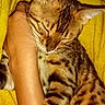Tao a rejoint le concours — aidez-le/la à gagner de superbes lots ! cat, bengal_cat, sleeping, sleepy, pet, animal, striped, spotted, whiskers, closed_eyes, fur, tabby, kitten, human_arm, hugging, yellow_blanket, indoors, cozy, relaxed, portrait