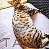 Tao a rejoint le concours — aidez-le/la à gagner de superbes lots ! cat, bengal_cat, feline, pet, animal, spotted, striped, green_eyes, whiskers, ears, paws, tail, lying_down, lounging, cushion, chair, outdoor, portrait, text_overlay, relaxed