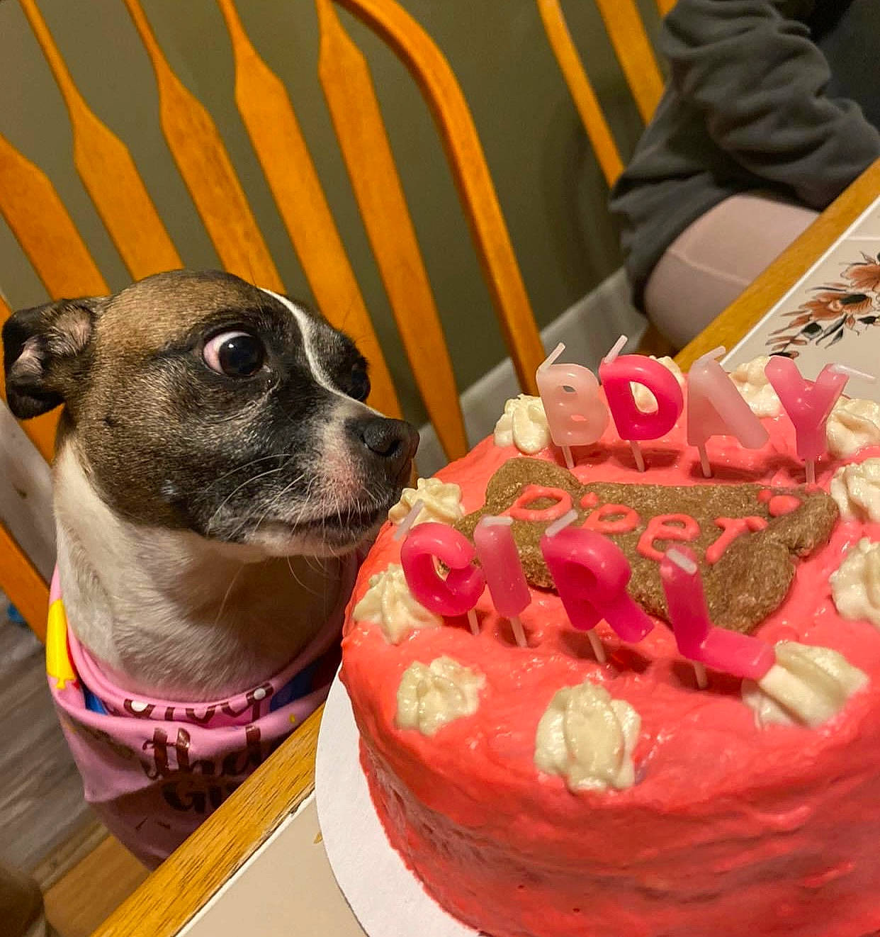 Piper is registered to the contest to win money with this photo: birthday_cake, cake, cake_decorating, carnivore, collar, companion_dog, dog, dog_breed, dog_collar, dog_supply, eyewear, food, fruit, ingredient, pet_supply, strawberry, sugar_cake, tableware, whiskers, working_animal