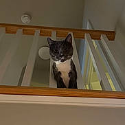 Gracie Rose joined the competition — help win amazing prizes! alert, animal, balcony, cat, curious, ears, face, feline, gray, home, indoor, looking_down, pet, railing, staircase, tuxedo_cat, vertical_bars, whiskers, white, wooden