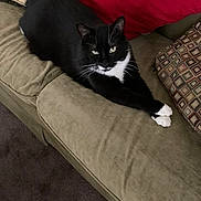 Buddy is registered to the contest to win money with this photo: cat, tuxedo_cat, pet, indoor, couch, sofa, cushion, pillow, living_room, whiskers, green_eyes, black_and_white, relaxed, lounging, paw, fur, upholstery, carpet, cozy, portrait