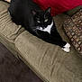 cat, tuxedo_cat, pet, indoor, couch, sofa, cushion, pillow, living_room, whiskers, green_eyes, black_and_white, relaxed, lounging, paw, fur, upholstery, carpet, cozy, portrait