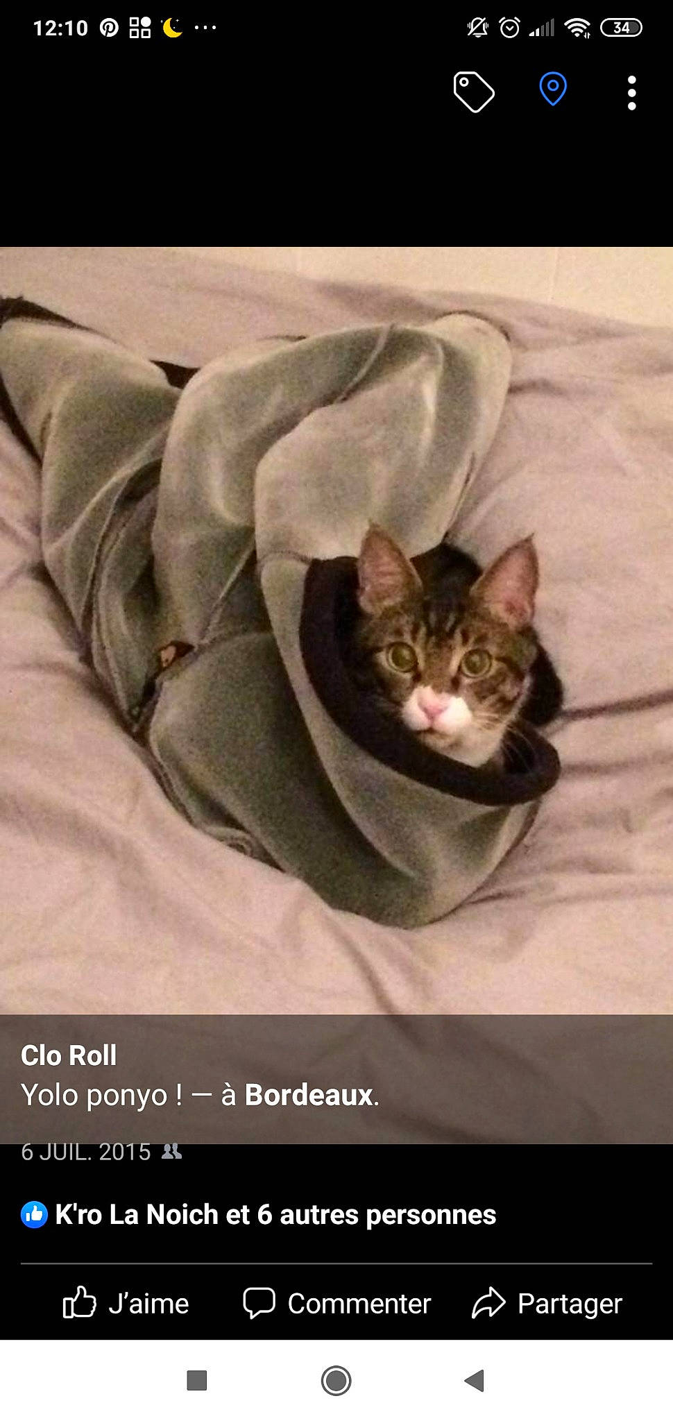 Ponyo participe au concours pour gagner de l'argent avec cette photo : carnivore, cat, comfort, domestic_short_haired_cat, felidae, font, formal_wear, fur, grey, linens, paw, photo_caption, sleeve, small_to_medium_sized_cats, tail, top, whiskers, window