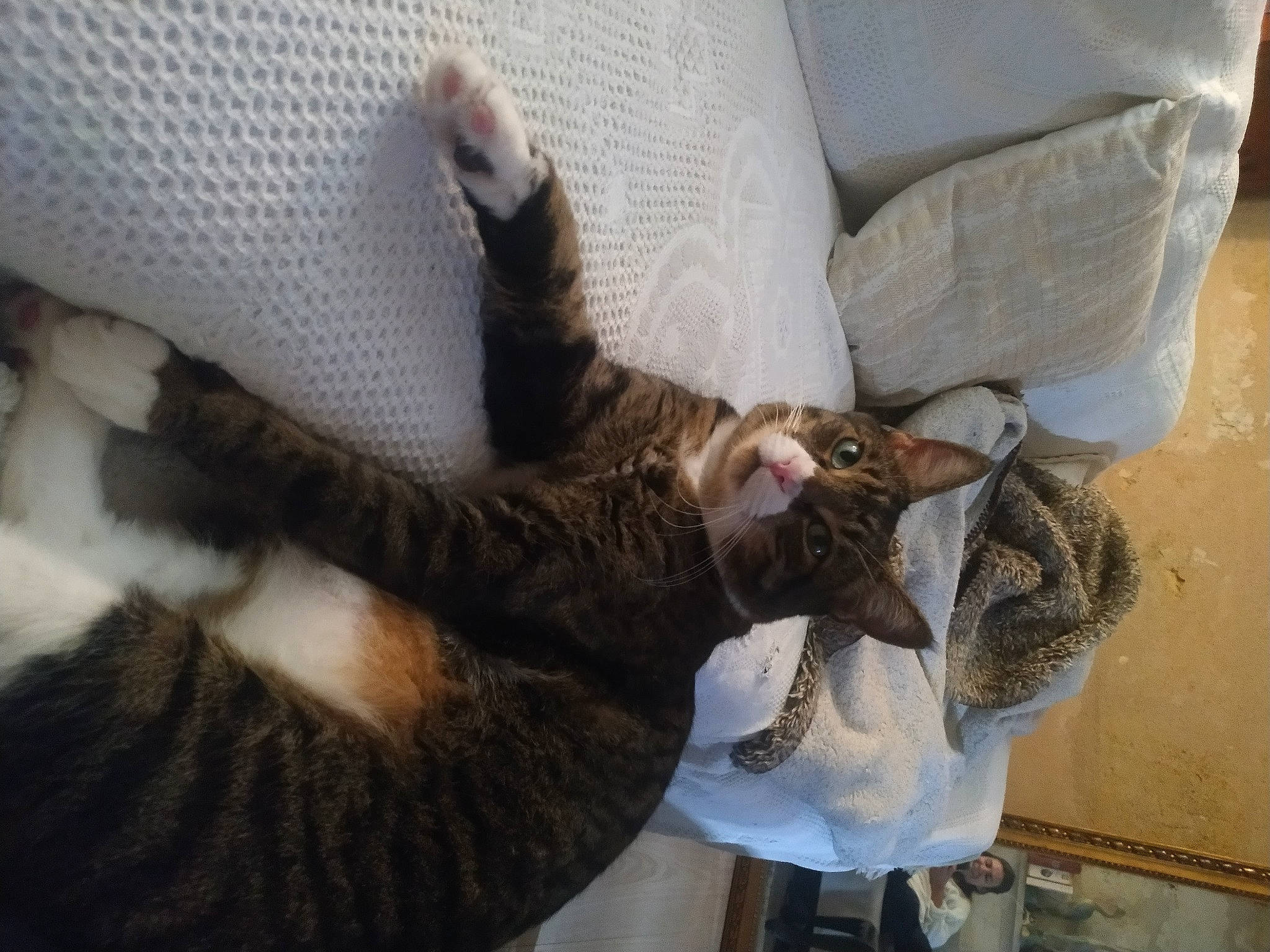 Ponyo a rejoint le concours — aidez-le/la à gagner de superbes lots ! canidae, carnivore, cat, claw, comfort, domestic_short_haired_cat, felidae, fur, gesture, linens, paw, room, small_to_medium_sized_cats, sporting_group, tail, textile, whiskers