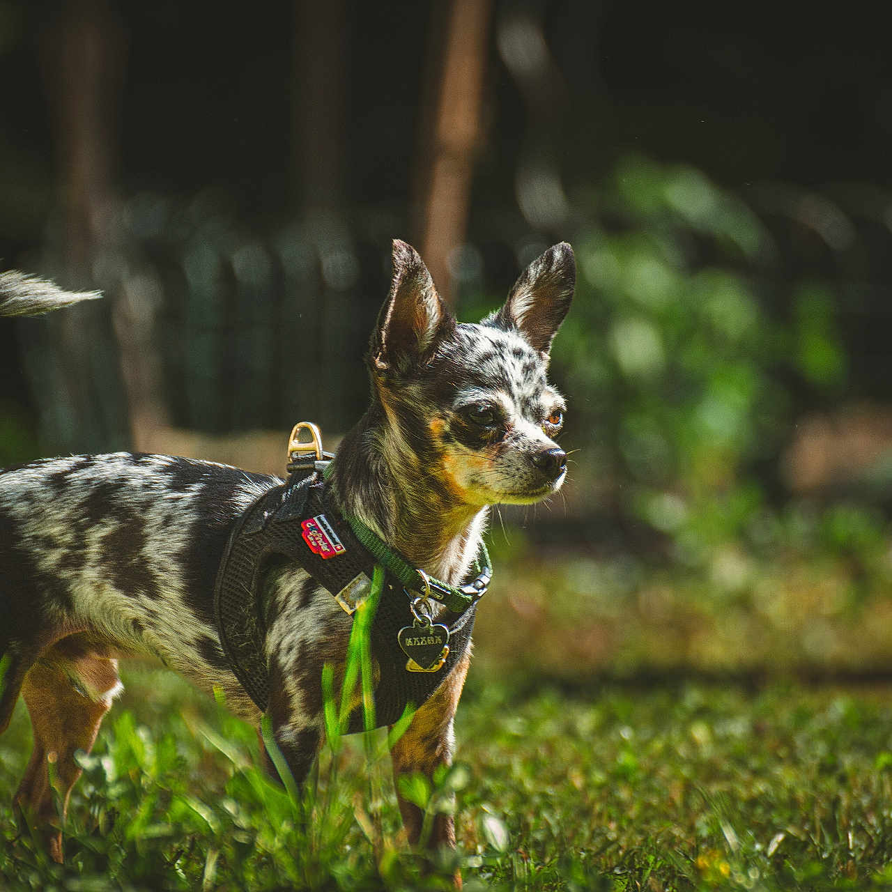 Ulk a rejoint le concours — aidez-le/la à gagner de superbes lots ! dog, animal, pet, outdoor, grass, harness, small_dog, alert, sunlight, nature, ears_up, tail_up, spotted_coat, focused, canine, greenery, daylight, portrait, standing, background_blur