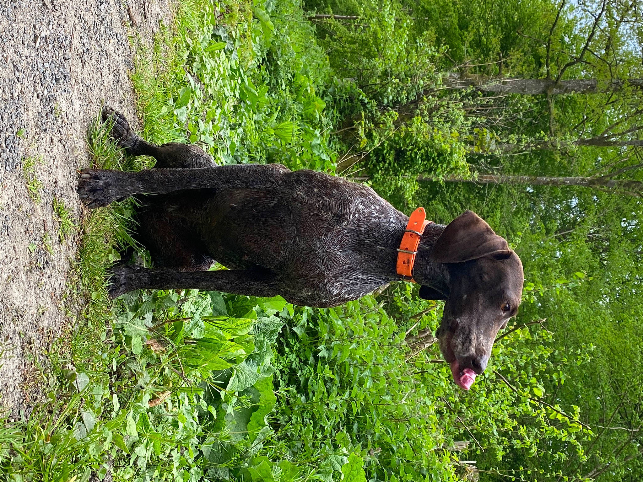 Kym participe au concours pour gagner de l'argent avec cette photo : canidae, carnivore, collar, dog, dog_breed, dog_collar, dog_supply, grass, groundcover, gun_dog, liver, pet_supply, plant, shrub, sporting_group, tail, terrestrial_animal, tree, water_dog, working_animal