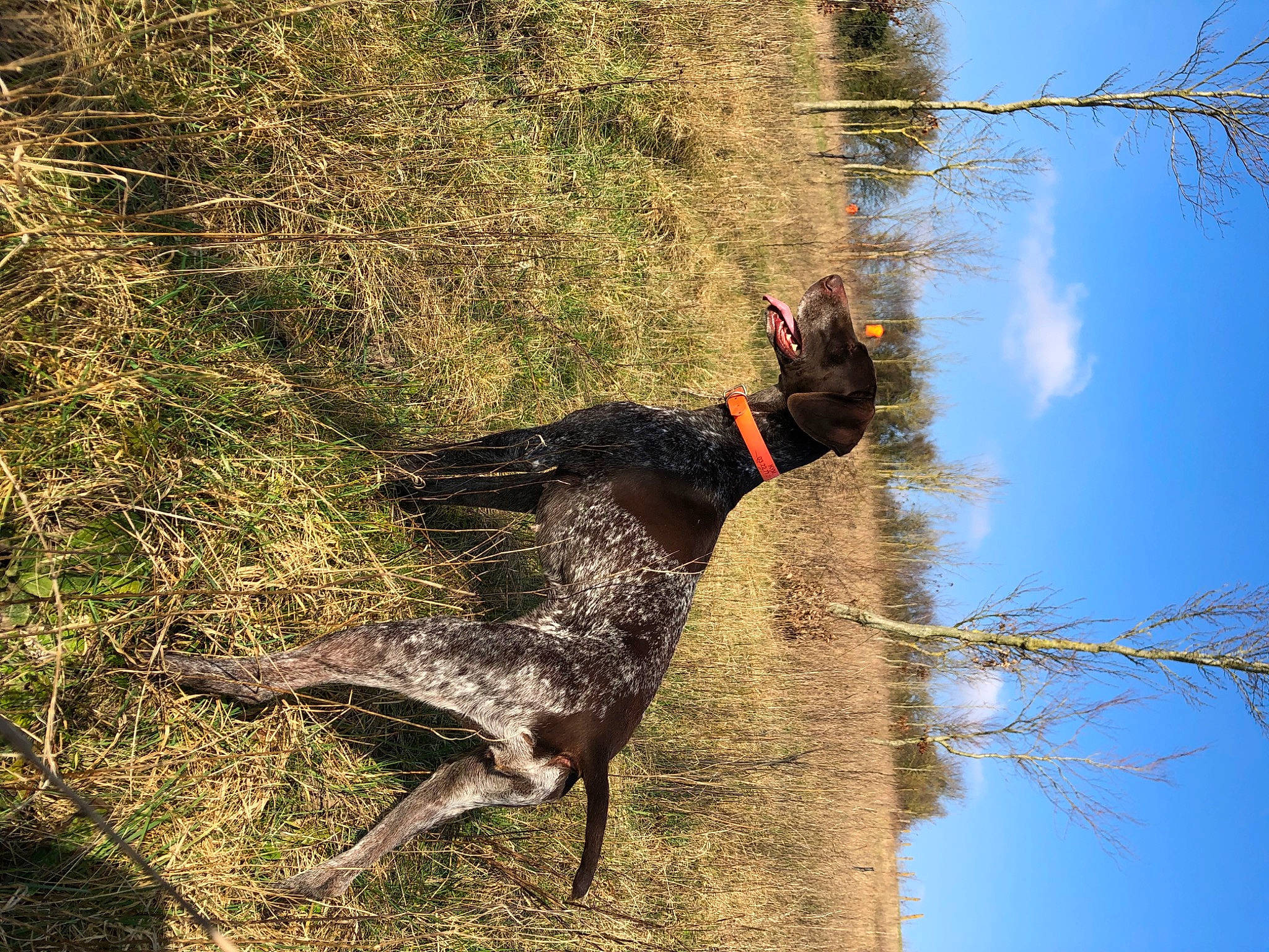 Kym participe au concours pour gagner de l'argent avec cette photo : beak, canidae, carnivore, cloud, dog, dog_breed, grass, plant, sky, soil, sporting_group, tail, terrestrial_animal, tree, trunk, twig, water, wildlife, wood, working_animal