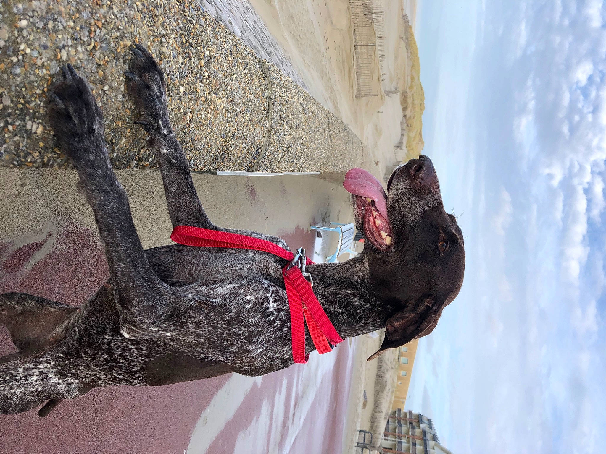 Kym participe au concours pour gagner de l'argent avec cette photo : adventure, cloud, concrete, dress, extreme_sport, fun, leisure, recreation, rope, sculpture, sky, sport_climbing, tree
