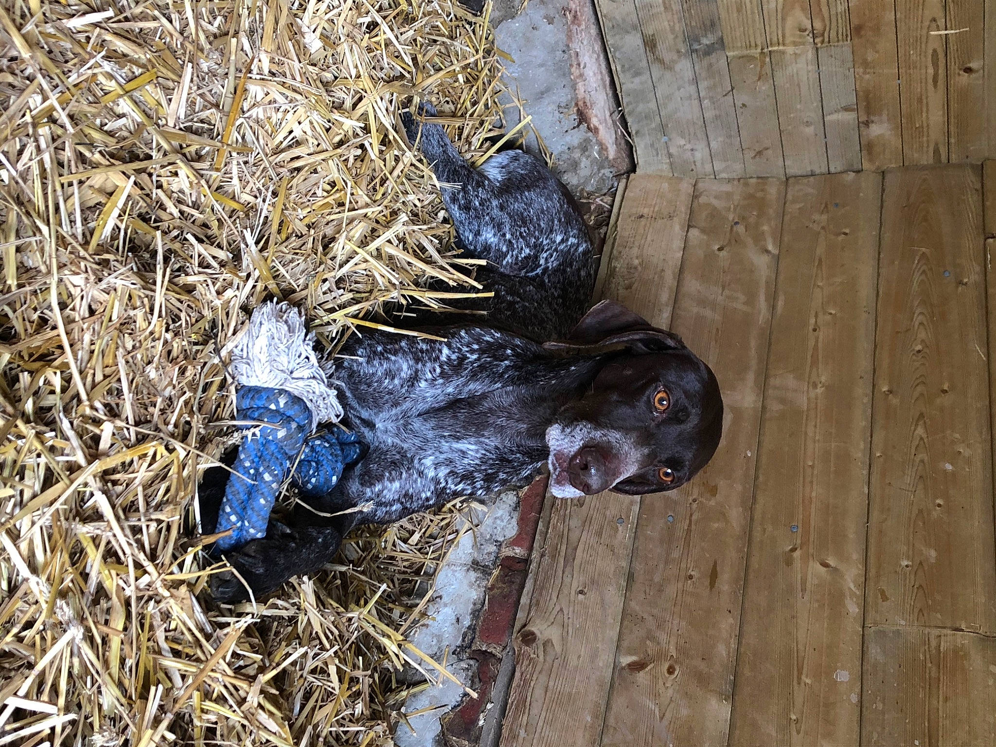 Kym participe au concours pour gagner de l'argent avec cette photo : beak, bin_bag, bird, electric_blue, hardwood, litter, natural_material, outdoor_shoe, plank, plastic, pollution, soil, waste, wood