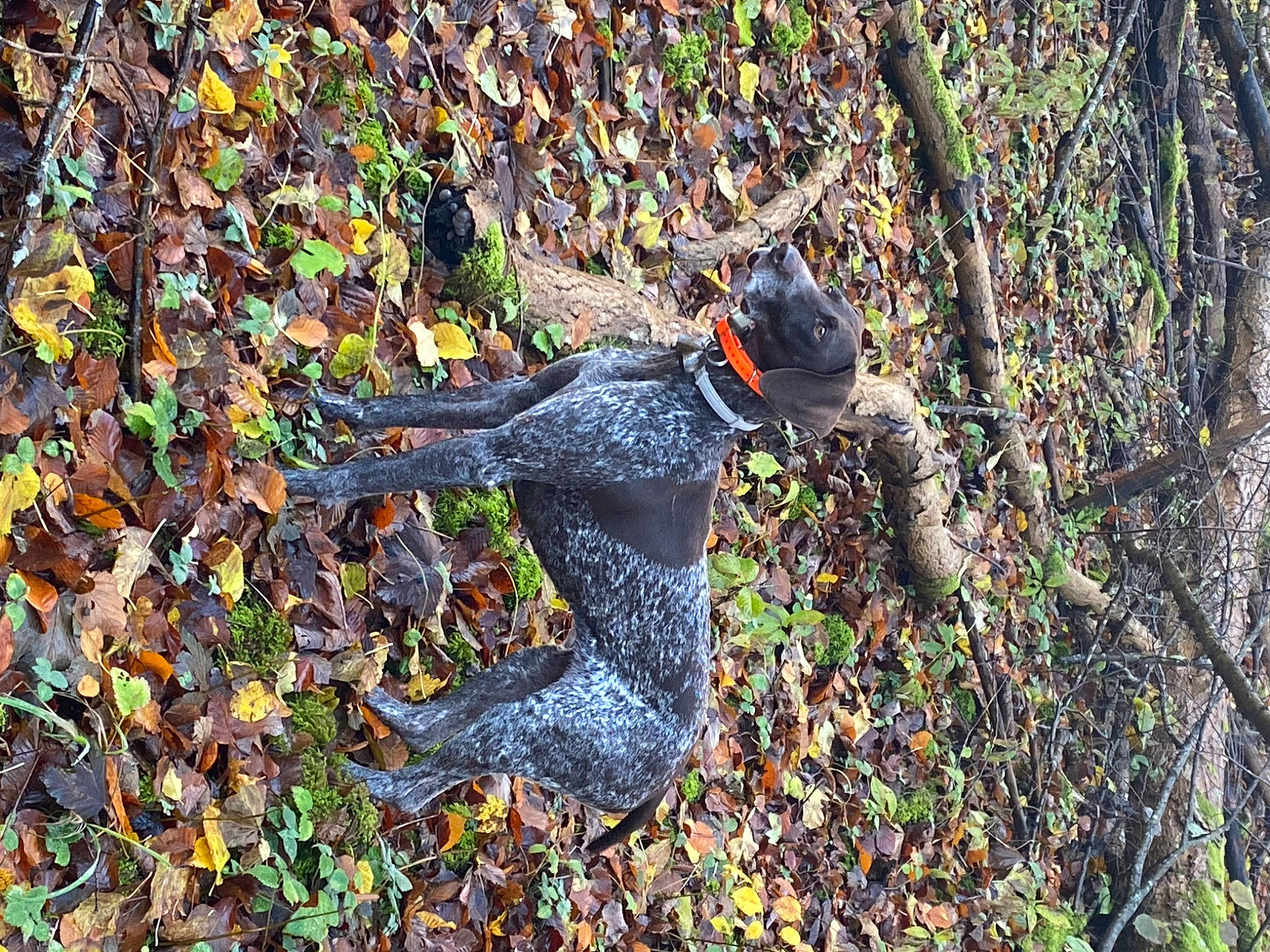 Kym participe au concours pour gagner de l'argent avec cette photo : adventure, art, autumn, beak, carmine, deciduous, grass, hat, northern_hardwood_forest, people_in_nature, plant, recreation, soil, sporting_group, sunglasses, tree, trunk, wildlife