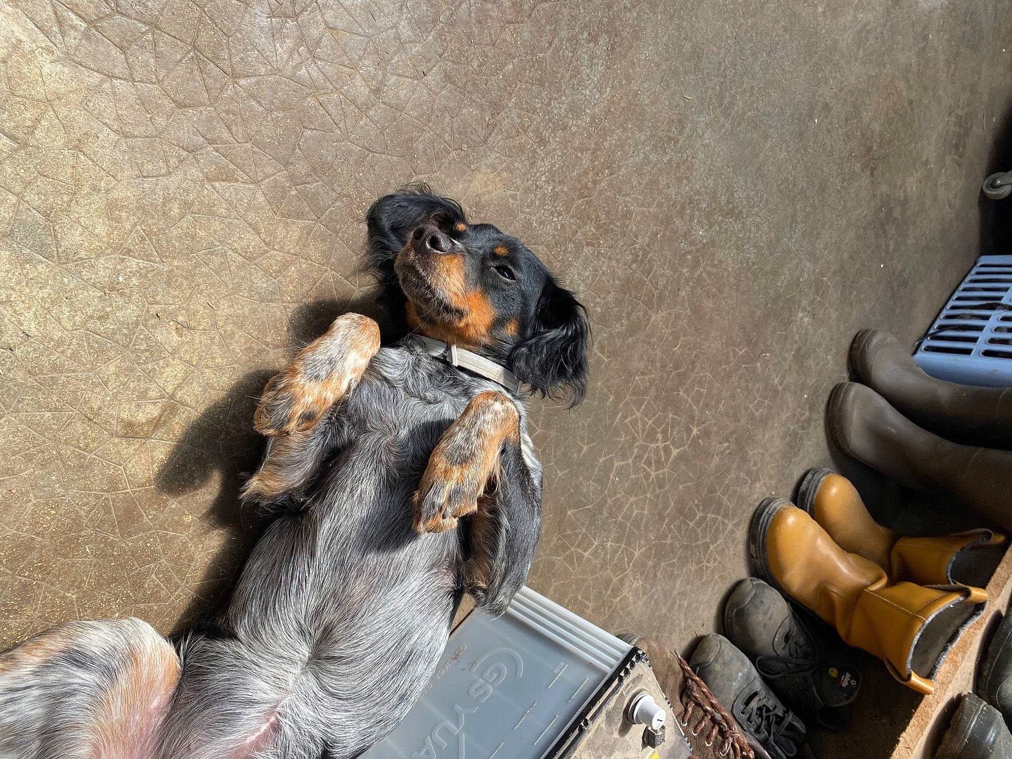 Tina participe au concours pour gagner de l'argent avec cette photo : bag, canidae, carnivore, comfort, companion_dog, dog, dog_breed, fur, guard_dog, paw, personal_protective_equipment, sitting, sporting_group, terrestrial_animal, working_animal, working_dog