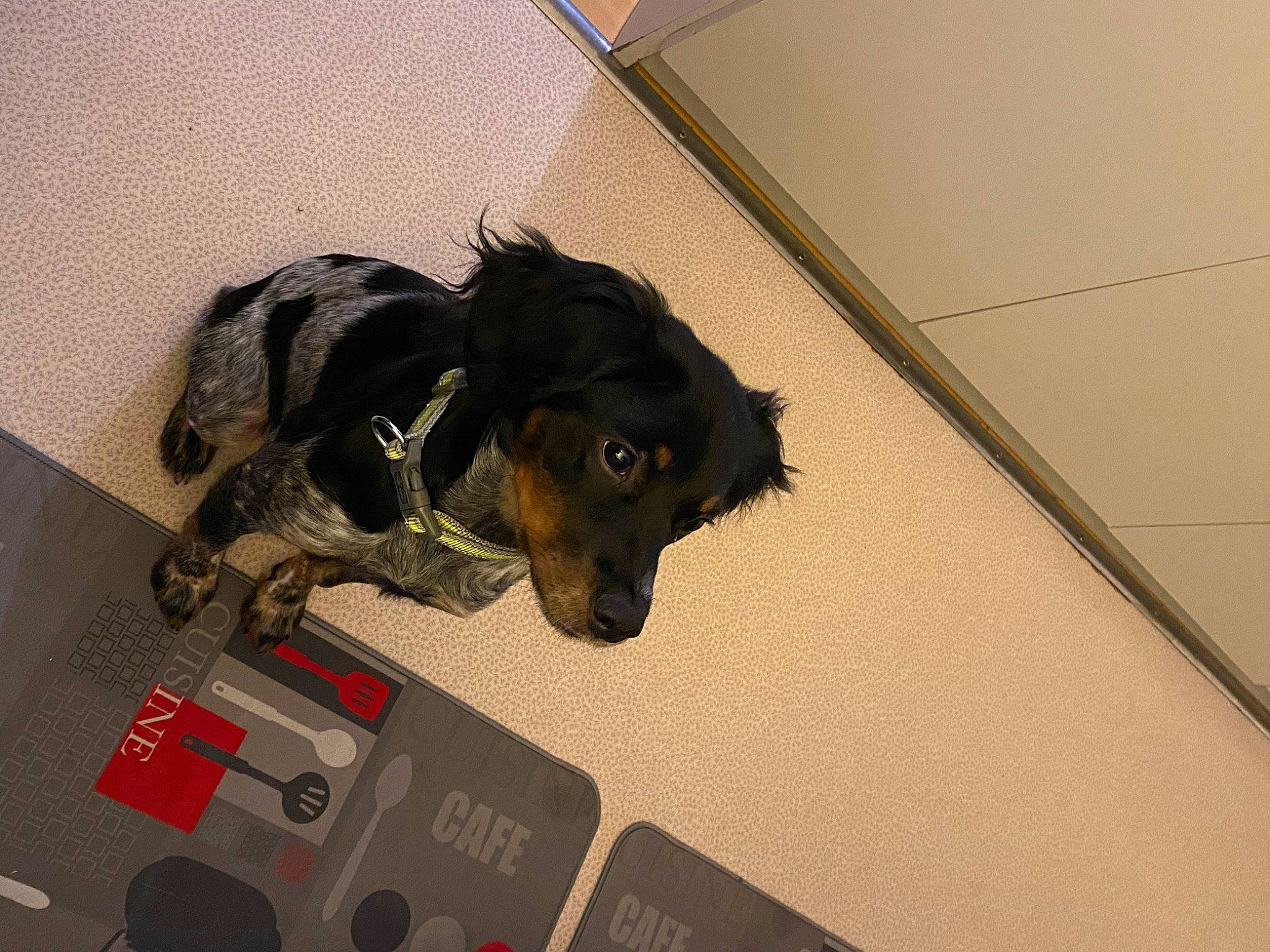 Tina a rejoint le concours — aidez-le/la à gagner de superbes lots ! canidae, carnivore, comfort, companion_dog, dog, dog_breed, dog_supply, floor, flooring, fur, guard_dog, pet_supply, room, snout, sporting_group, working_animal