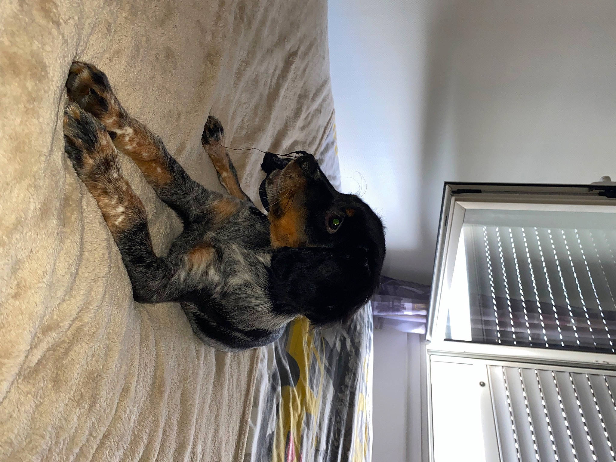 Tina a rejoint le concours — aidez-le/la à gagner de superbes lots ! canidae, carnivore, computer, computer_hardware, dog, dog_breed, felidae, fur, gesture, guard_dog, hardwood, laptop, machine, netbook, office_equipment, personal_computer, space_bar, sporting_group, tail, wood