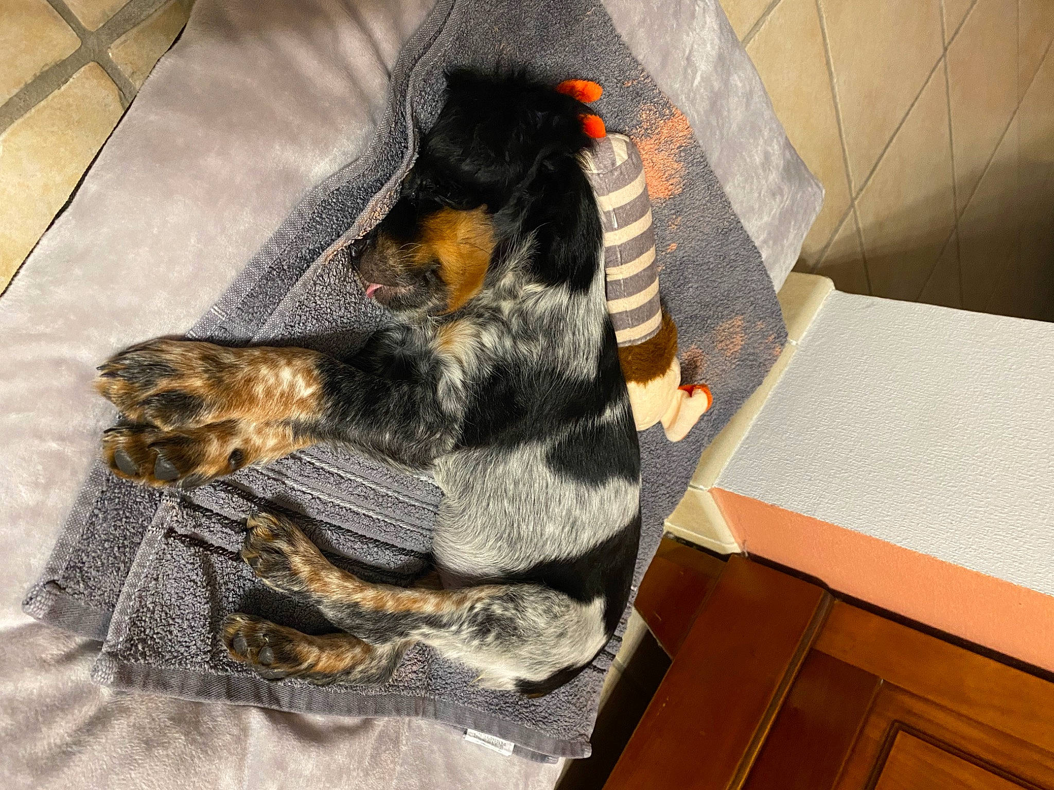 Tina participe au concours pour gagner de l'argent avec cette photo : canidae, carnivore, comfort, companion_dog, dog, dog_breed, flooring, fur, guard_dog, pattern, pinscher, sporting_group, tail, terrestrial_animal, working_dog